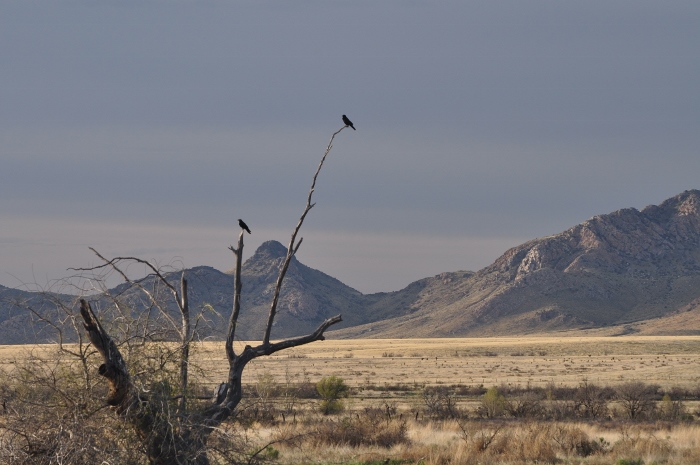 bird in tree